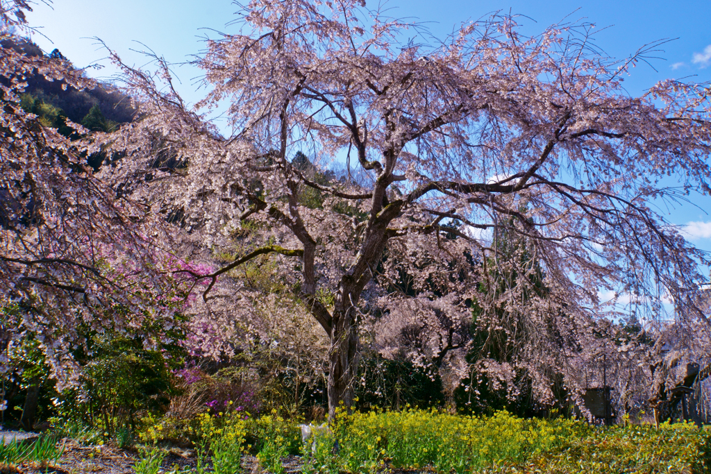 花の写真