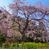 花の写真