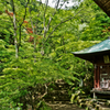山の新緑