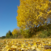 紅葉の写真