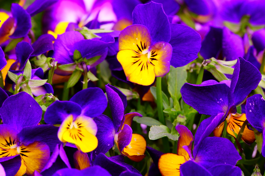 綺麗な色を出してる花 By 游々 Id 写真共有サイト Photohito