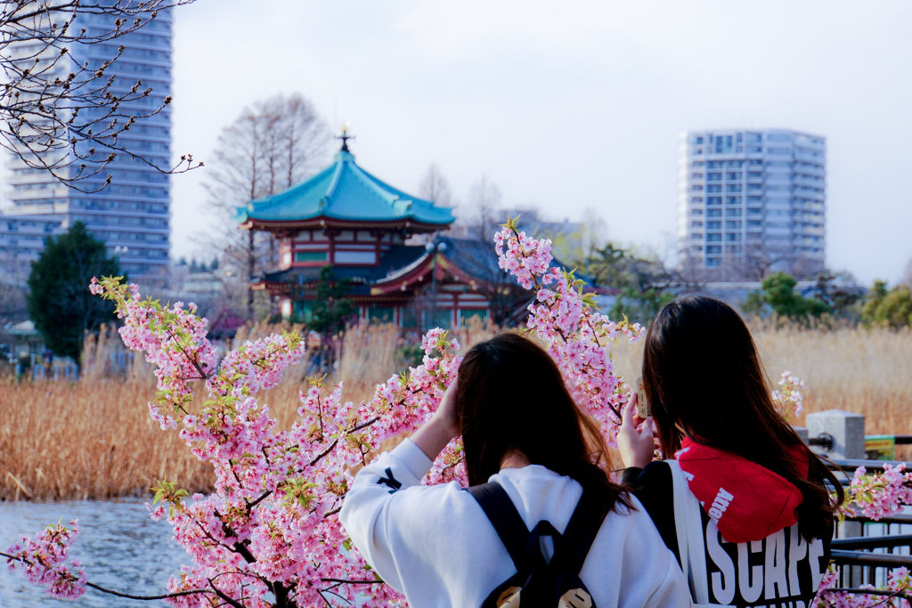 花がお好き