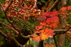 紅葉