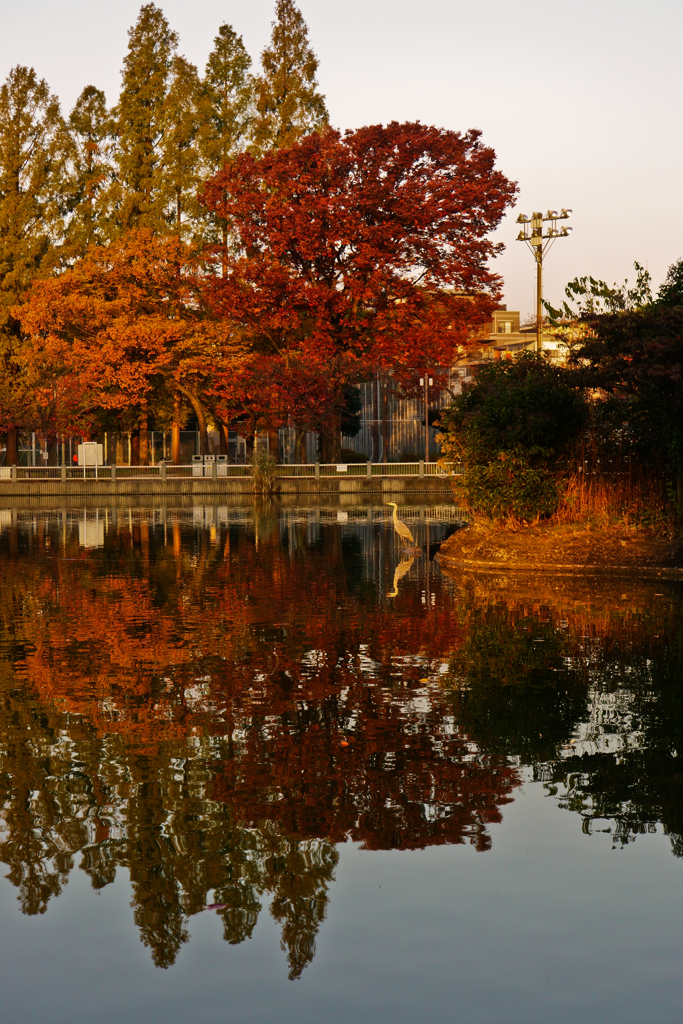紅葉の写真