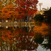 紅葉の写真