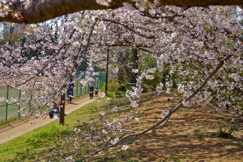 桜の下で遊ぶ