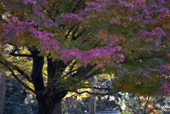 2006年12月、六義園で