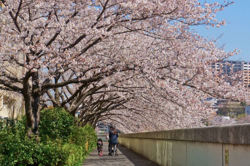 桜（2019年）