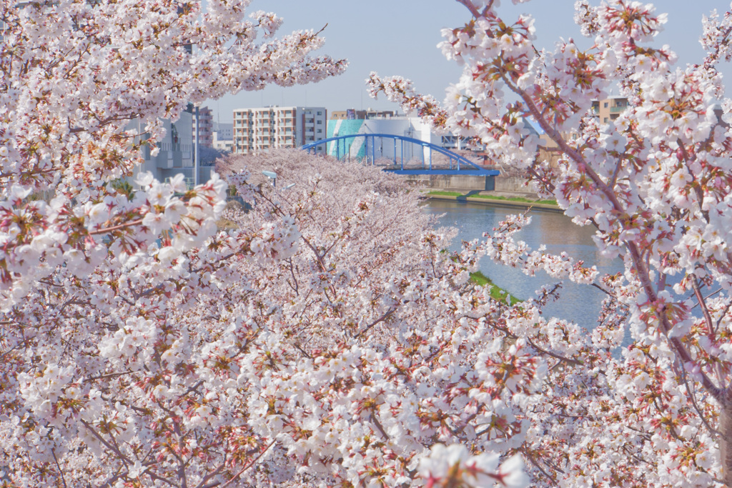 ずーっと桜