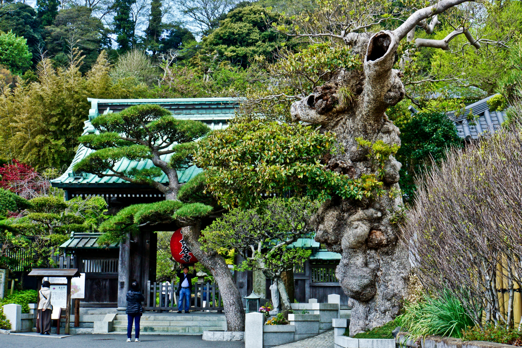 鎌倉・長谷寺