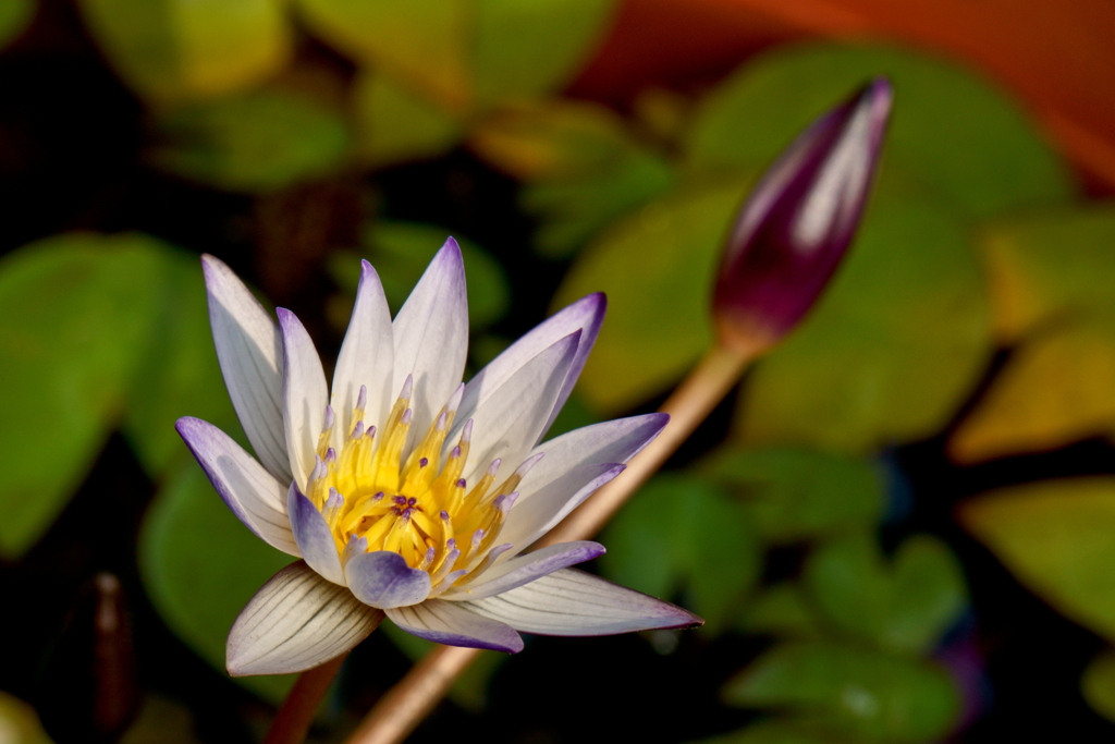 小さな蓮の花