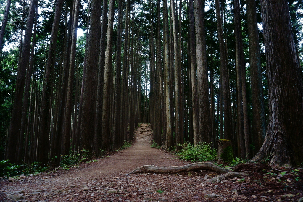 山歩き