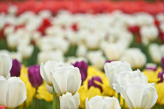チューリップ