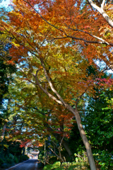 紅葉