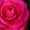 花の写真