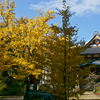 紅葉の写真
