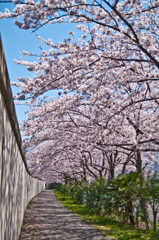 2012年の近所の桜