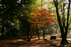 紅葉
