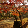 紅葉の写真
