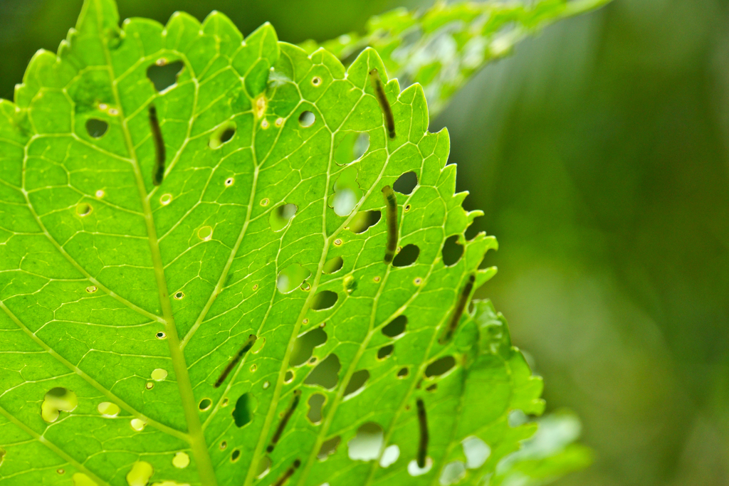 その４：Me, too!、Me, too!、Me, too!、・・・（おわり）