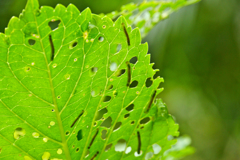 その4:Me, too!、Me, too!、Me, too!、・・・(おわり)