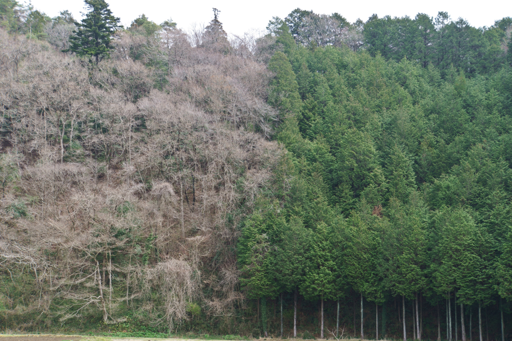 山の写真