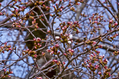 桜（2020年）