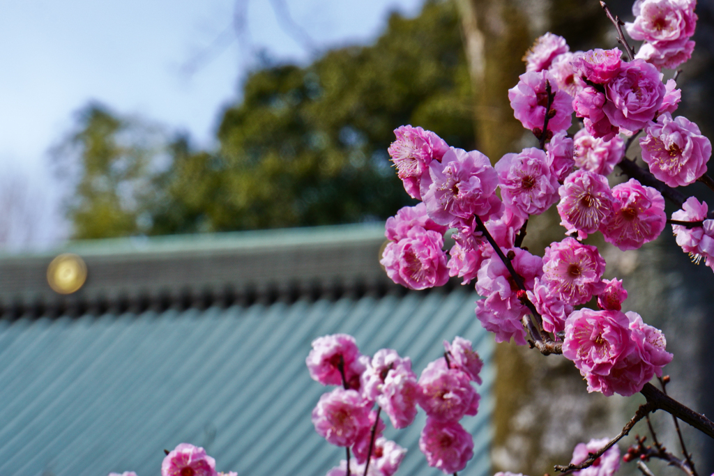 梅の花