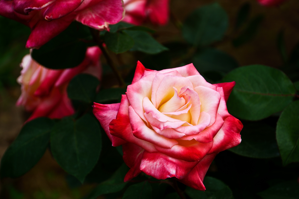 代々木公園のバラ園で