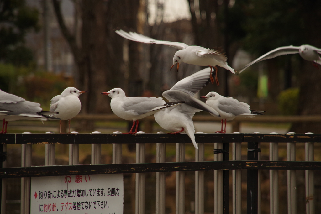動物の写真