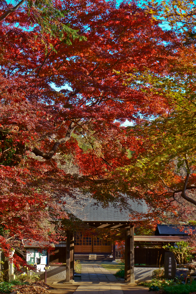 紅葉