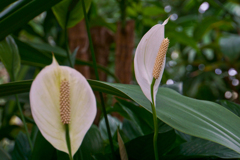 温室の花