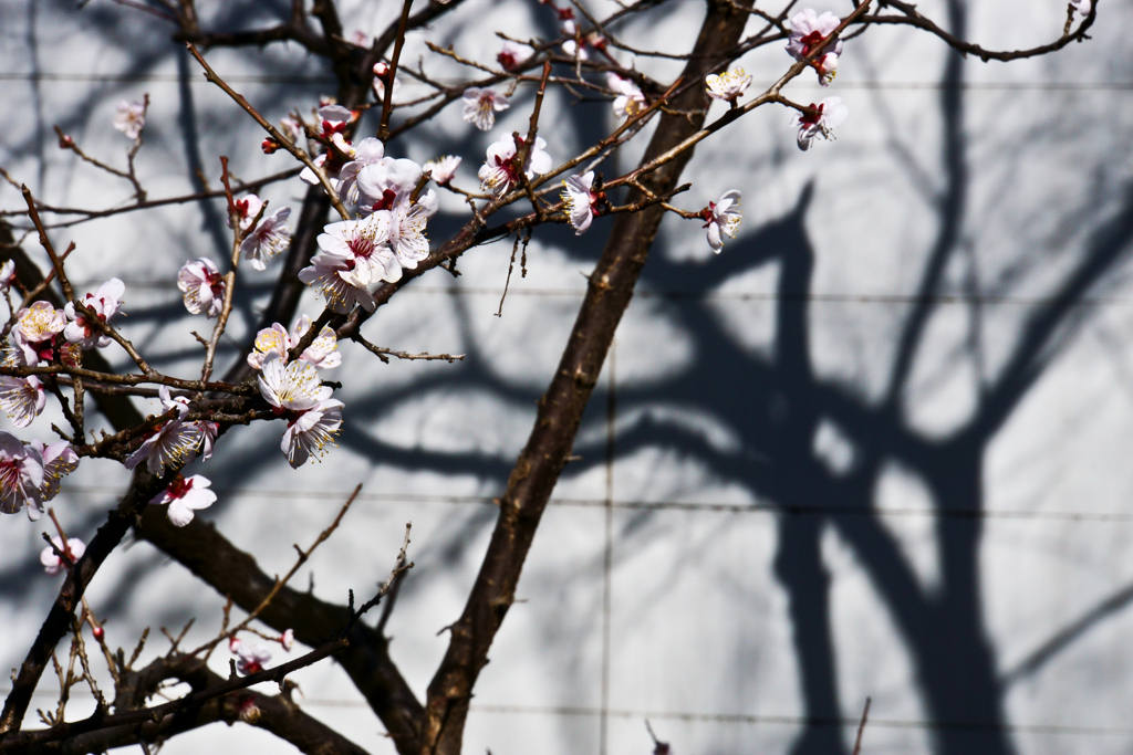 梅の花