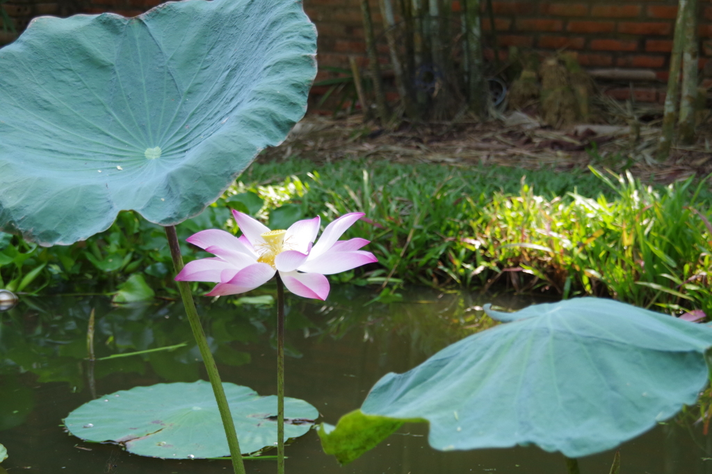 ハスの花