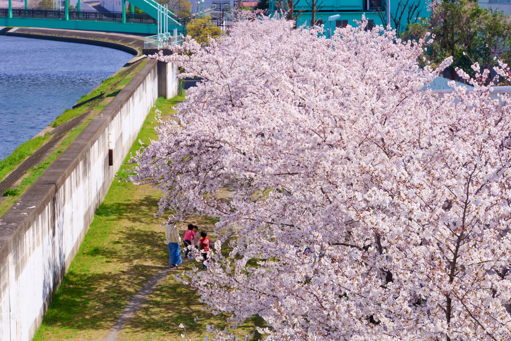 桜の下で遊ぶ