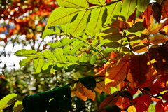 紅葉