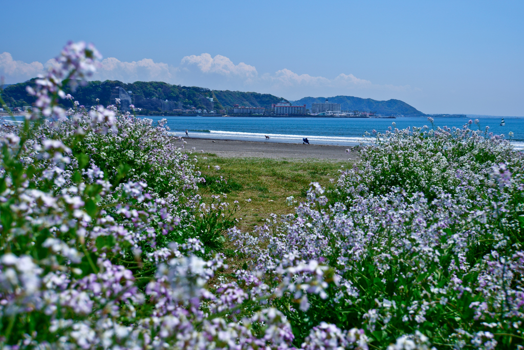 鎌倉・由比ガ浜