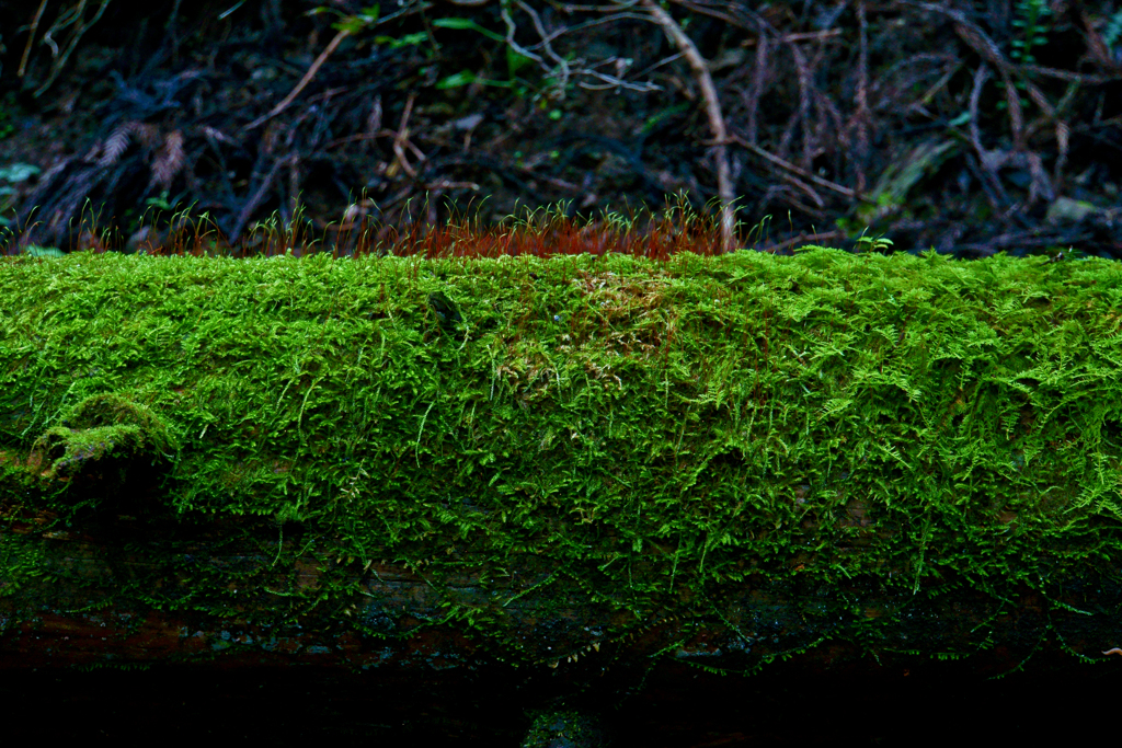 森の中の小さいなにか（3/4）