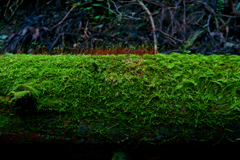 森の中の小さいなにか（3/4）