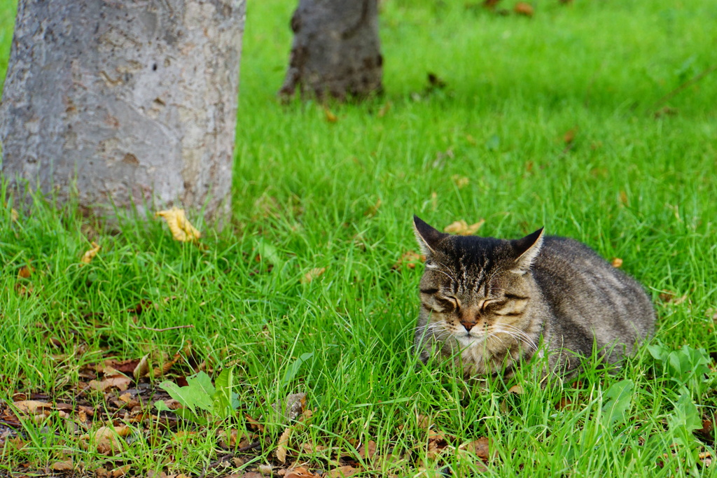 猫