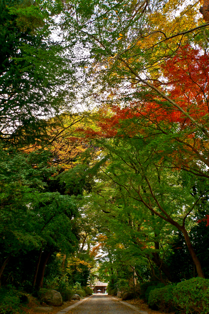 紅葉