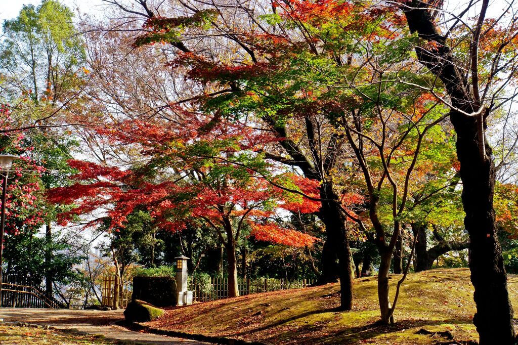 紅葉