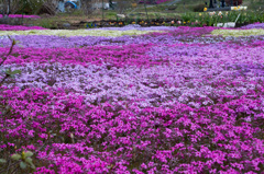 綺麗な花（名前はわかりません(^^;)）
