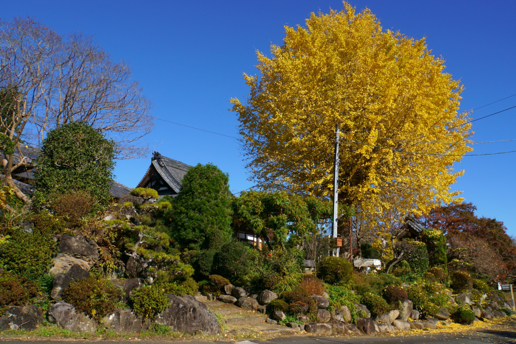 お寺のイチョウ