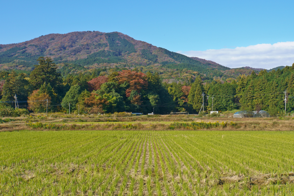 紅葉の写真