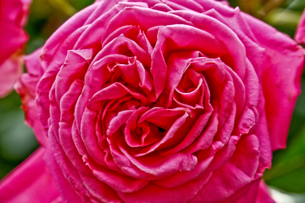 薔薇：くしゃくしゃ