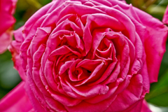 薔薇：くしゃくしゃ