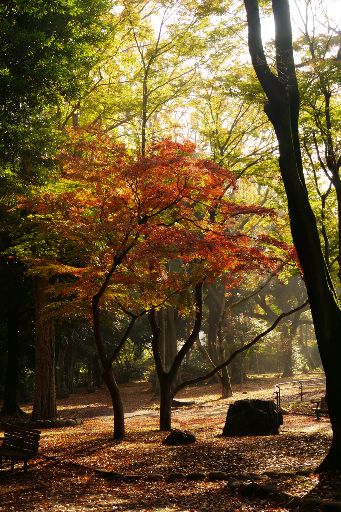 紅葉