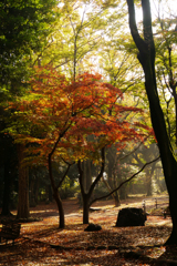 紅葉