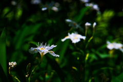 花の写真